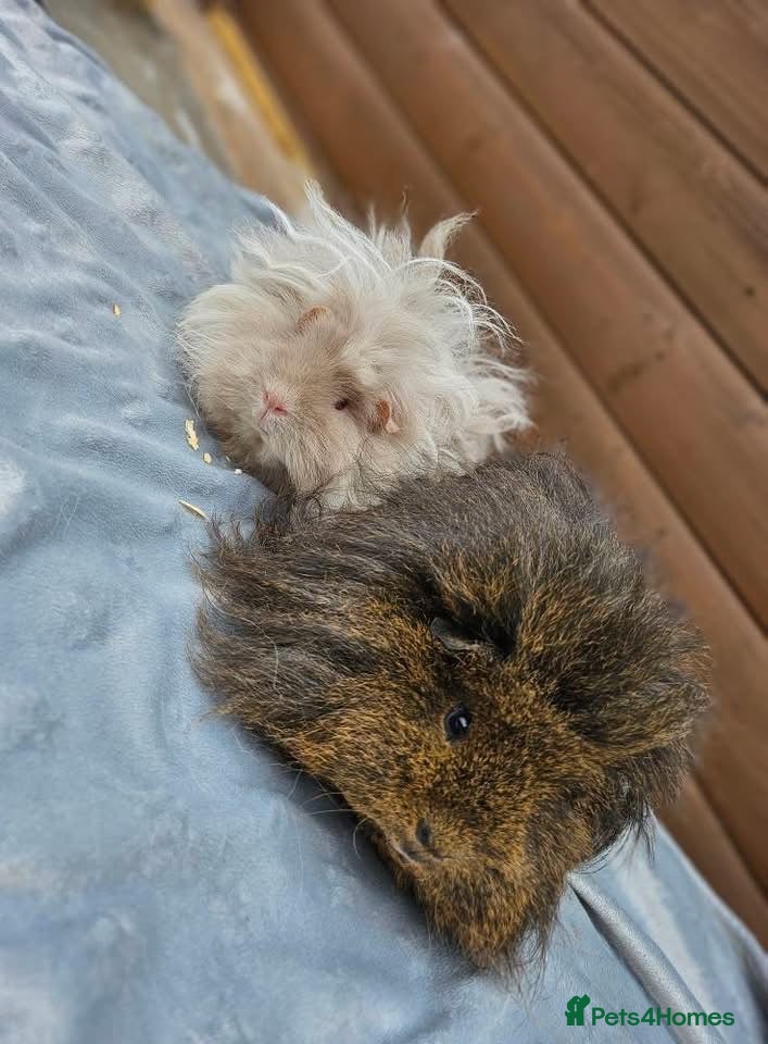 Guinea Pig rodents Male Guinea pigs purebred Lunkarya/Lunkarya cross - Advert 2