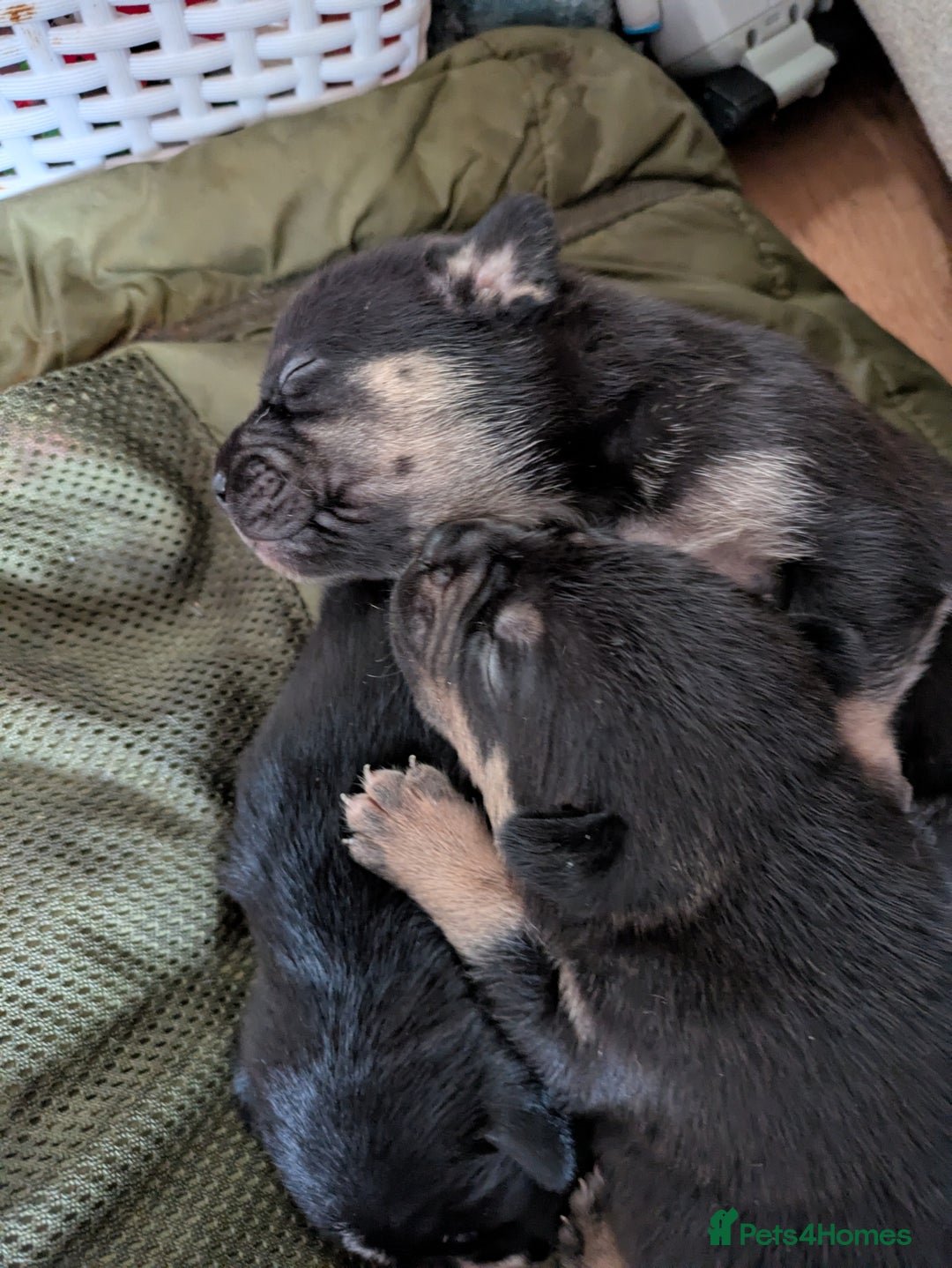 Mixed Breed dogs for sale: Beautiful French Bulldog x Border Collie Puppies - Image 2