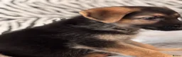 German Shepherd dogs for sale: Beautiful German Shepard Puppies - Advert 25