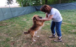 Mixed Breed dogs for adoption: BENNY - a loyal and gentle boy for a Loving Home - Image 24