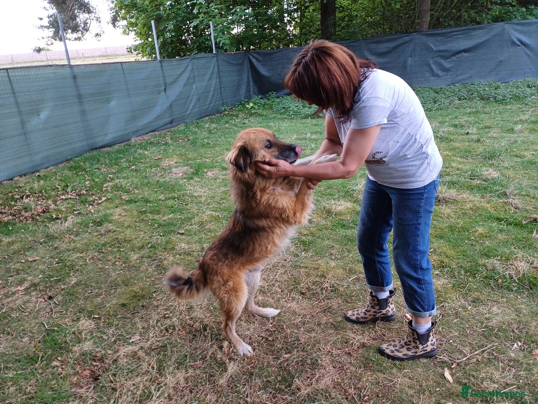 Mixed Breed dogs for adoption: BENNY - a loyal and gentle boy for a Loving Home - Image 24