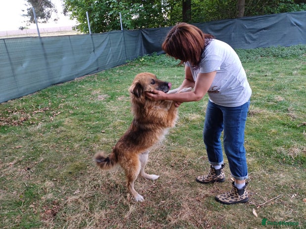 BENNY - a loyal and gentle boy for a Loving Home