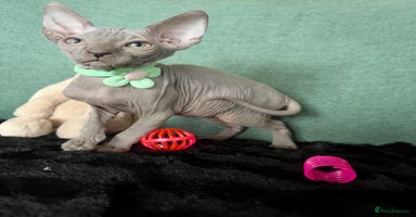 Sphynx cats - Advert 10