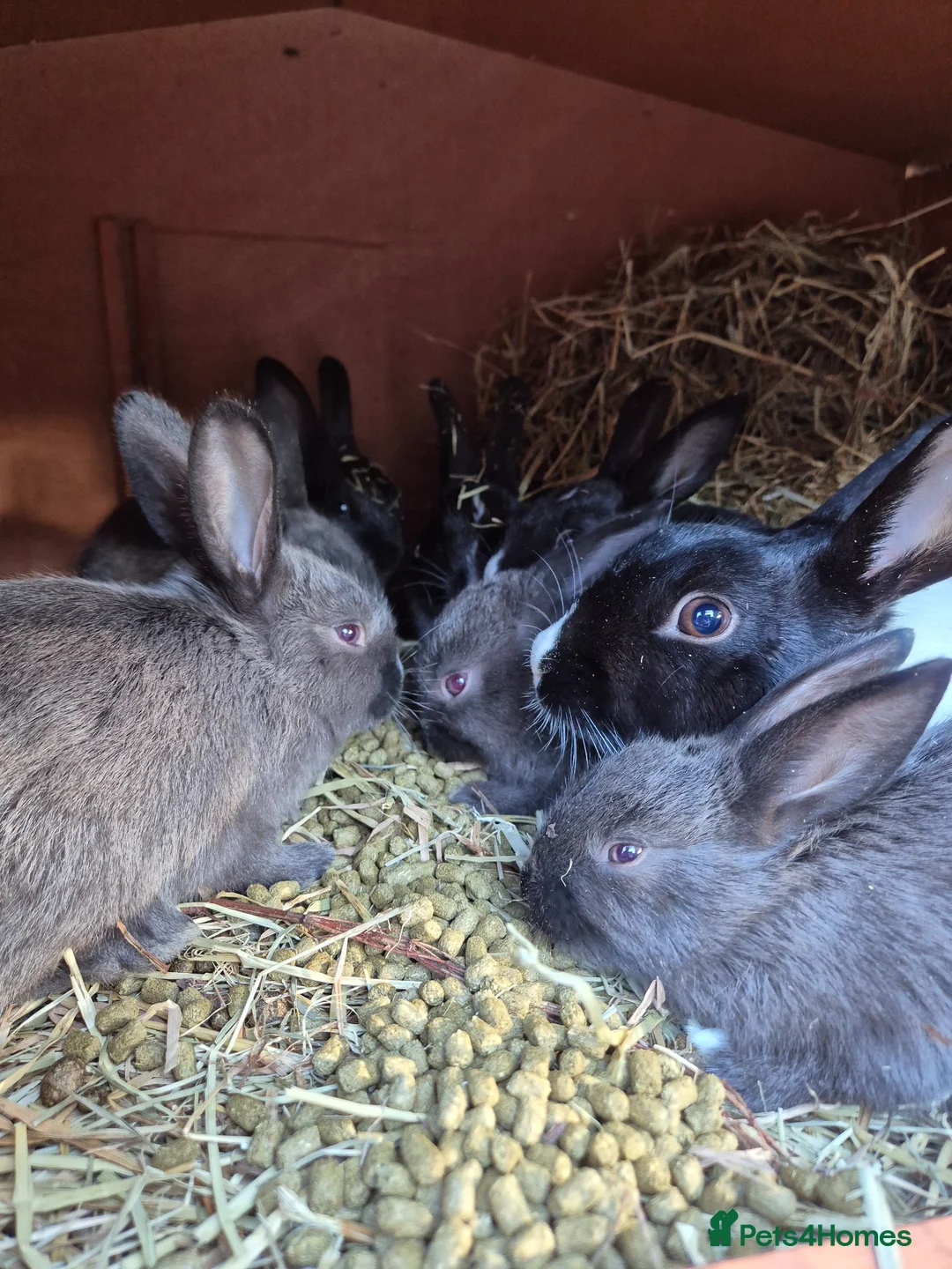 New Zealand rabbits for sale: Dutch x new zealand kits - Advert 2