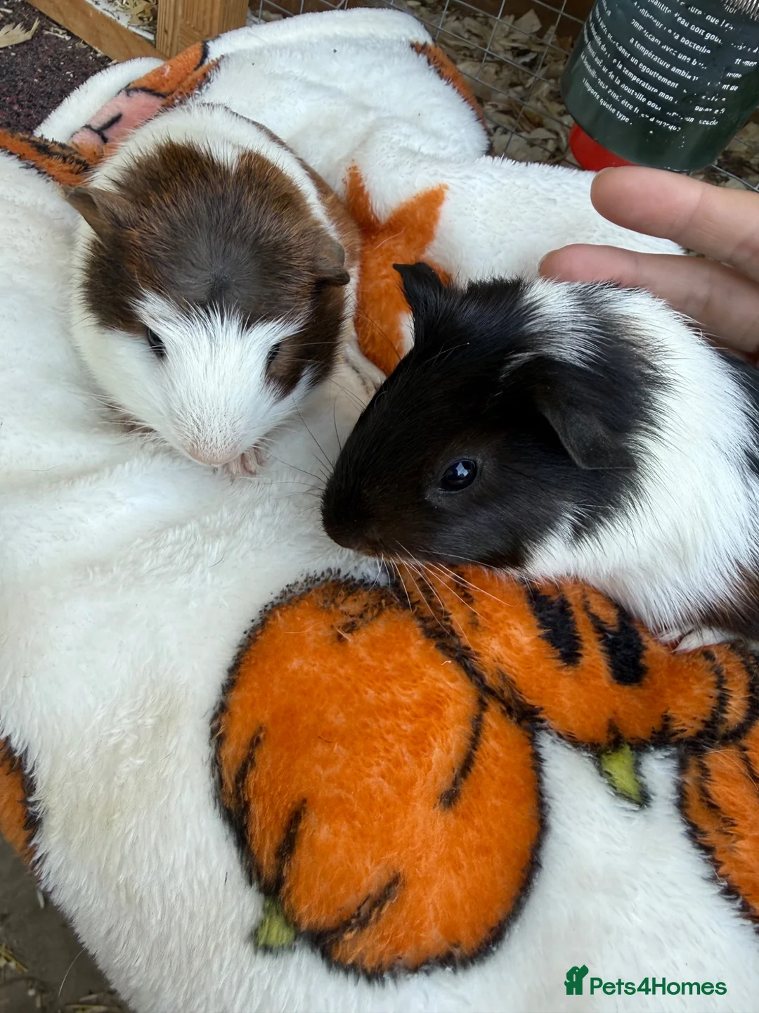 Guinea Pig rodents for sale: Baby guinea pigs in Frome - Advert 2