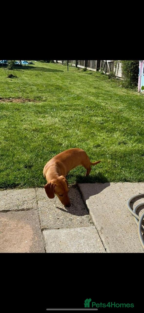 Miniature Dachshund dogs Miniature Dachshund Smooth - Coated pup for Sale - Advert 1