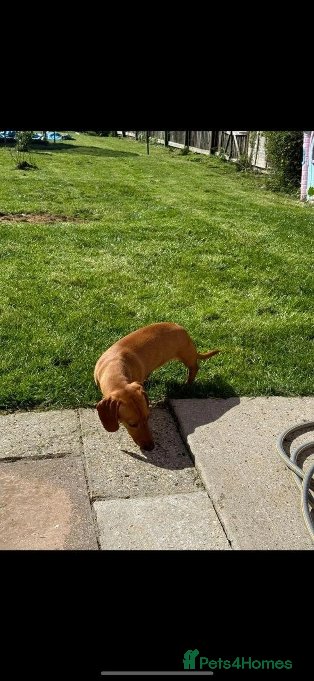 Miniature Dachshund dogs for sale: Miniature Dachshund Smooth - Coated pup for Sale in Manchester - Advert 1