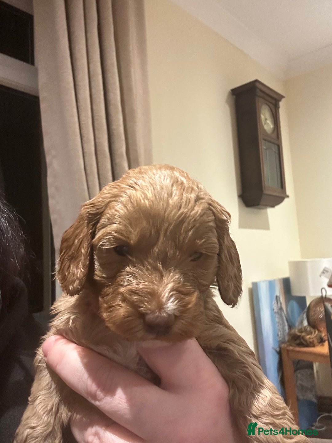 Cockapoo dogs for sale: Cockapoo puppies - Advert 10