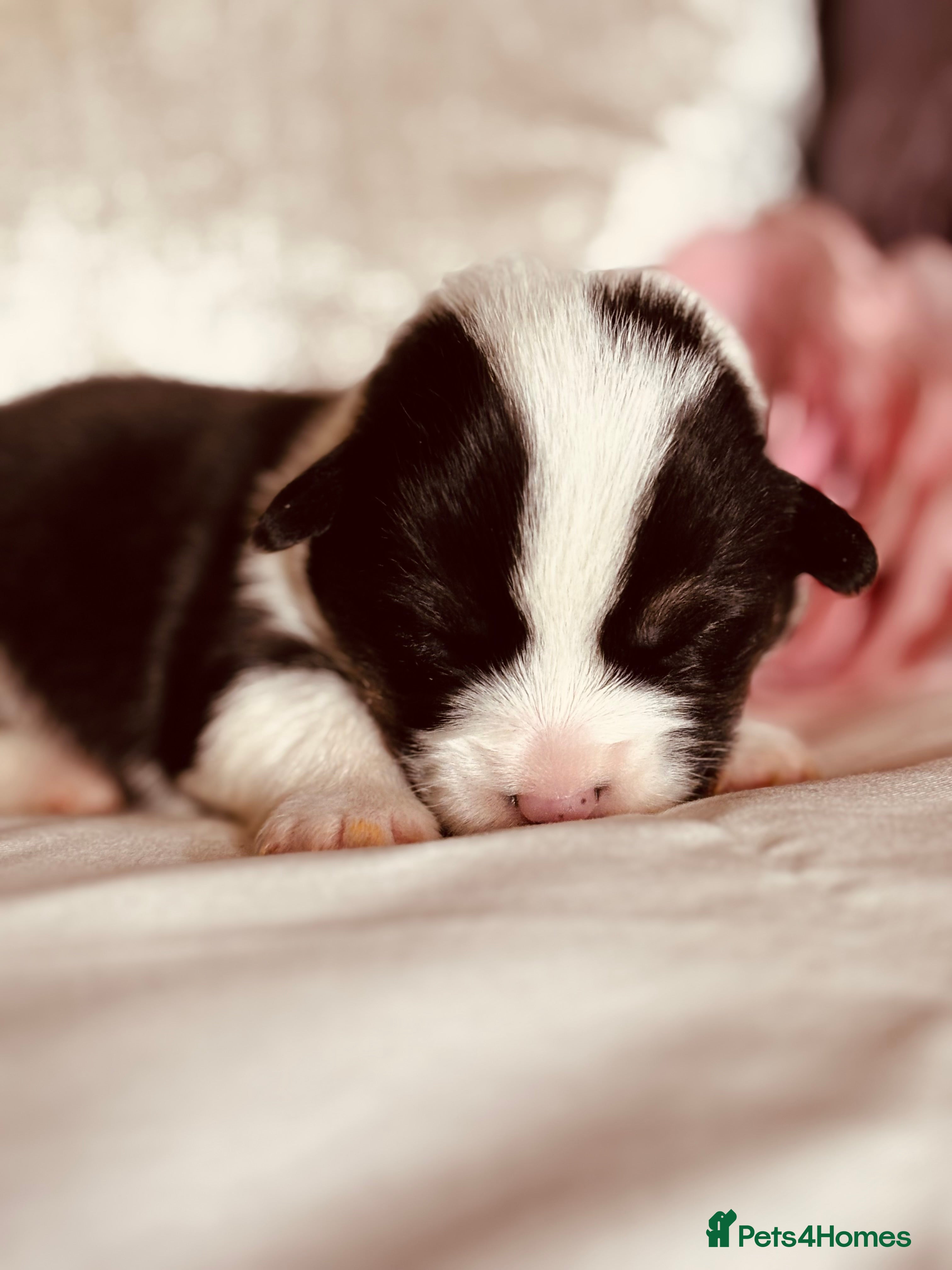 Welsh Corgi Pembroke dogs Quality KC pedigree puppies, licensed breeder - Advert 2