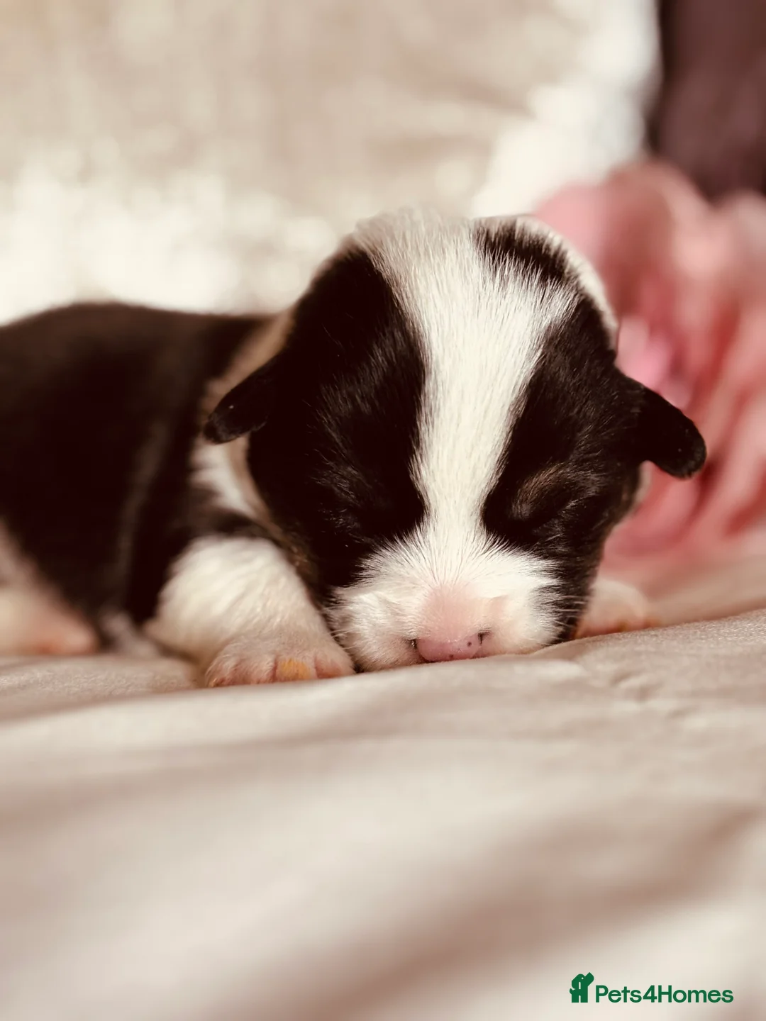 Welsh Corgi Pembroke dogs for sale: Quality KC pedigree puppies, licensed breeder - Advert 2