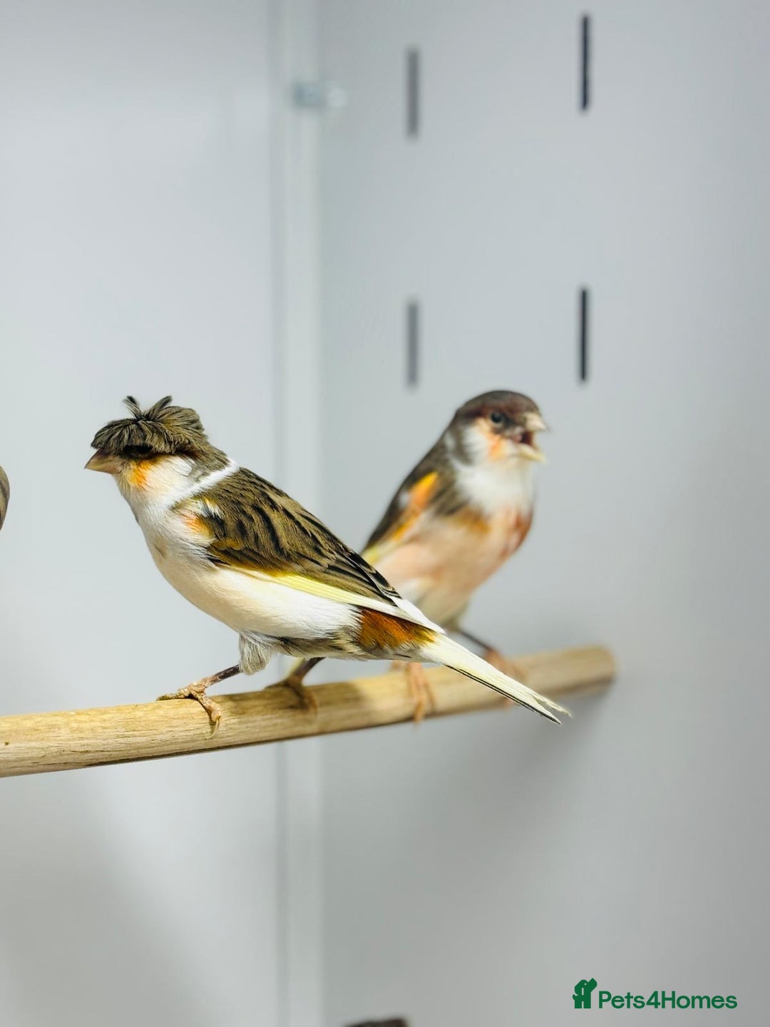 Canaries birds for sale: Harlequin canaries  - Advert 11