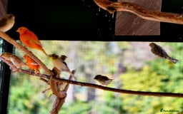Canaries birds for sale: Canaries for sale beautiful markings  - Image 9