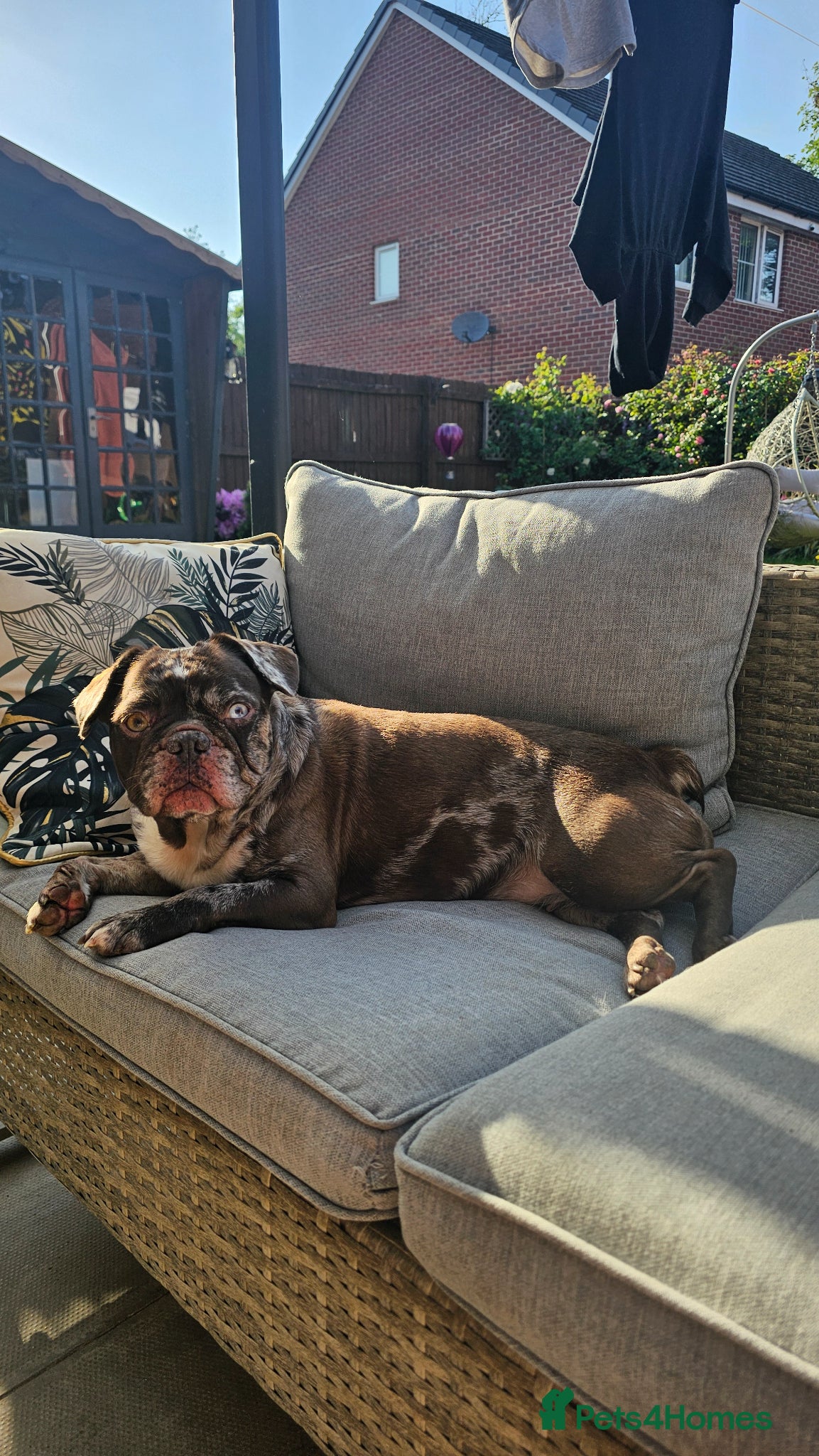 French Bulldog dogs Chocolate merle female French bulldog  - Advert 6