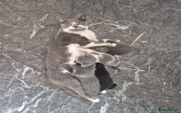 Mixed Breed cats for sale: 4 beautiful fluffy kittens for sale - Image 2
