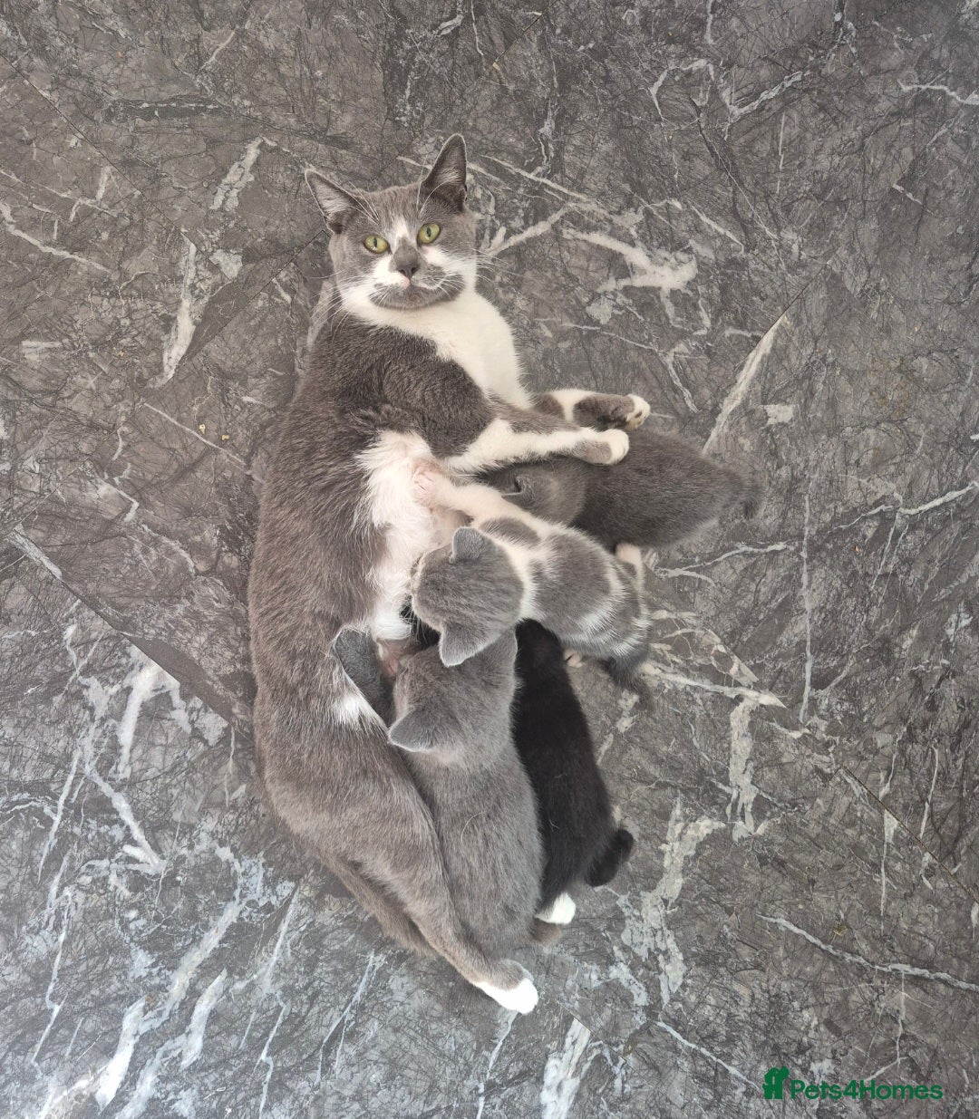 Mixed Breed cats for sale: 4 beautiful fluffy kittens for sale - Image 2