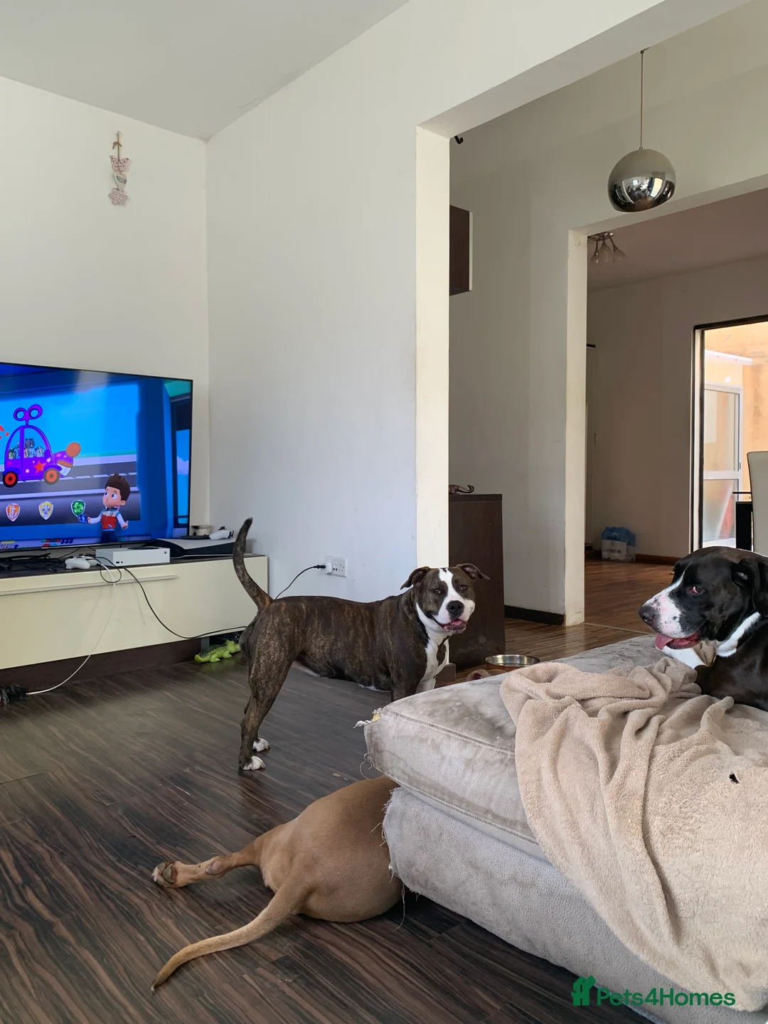 Mixed Breed dogs for sale: 4 year old Skye - Advert 7