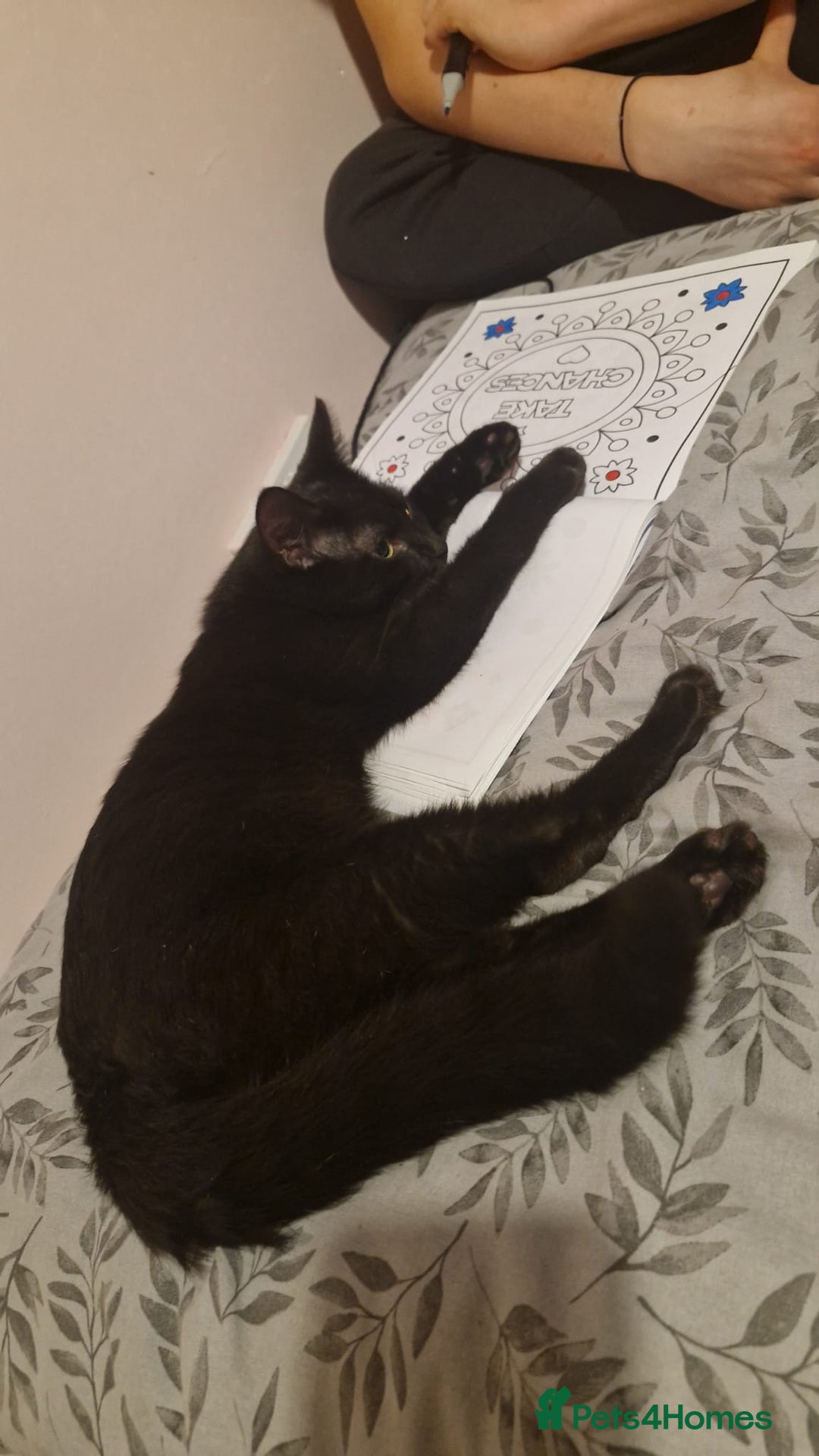 Mixed Breed cats for sale: 2 cats  - Advert 1