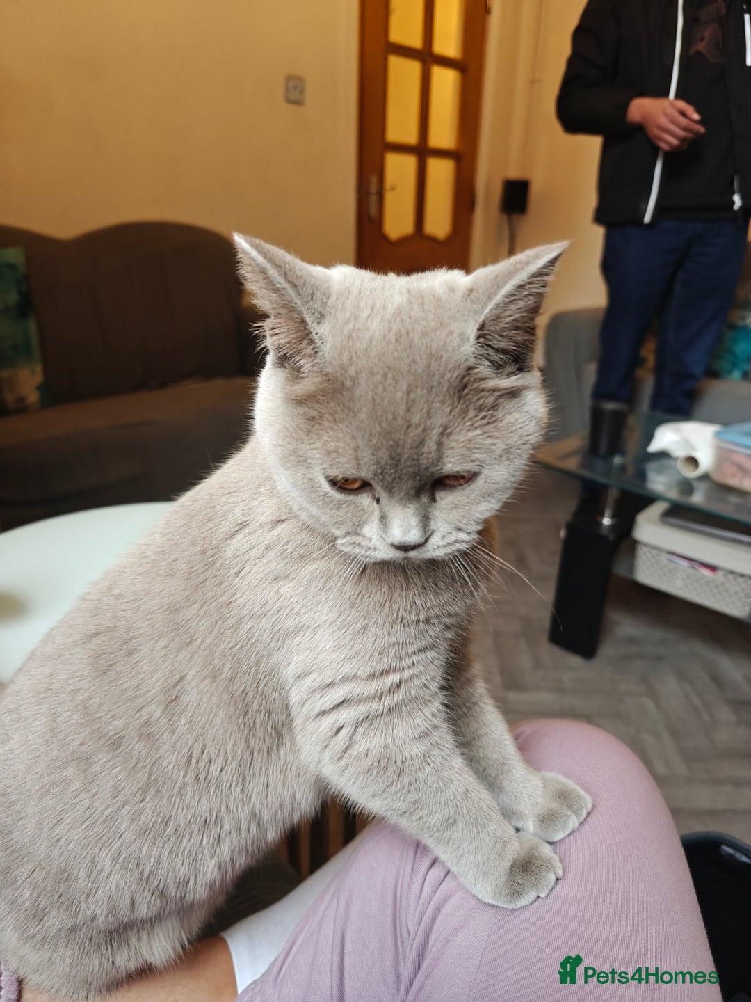 British Shorthair cats for sale: Adorable Purebred Lilac British Shorthair Kitten  - Image 3