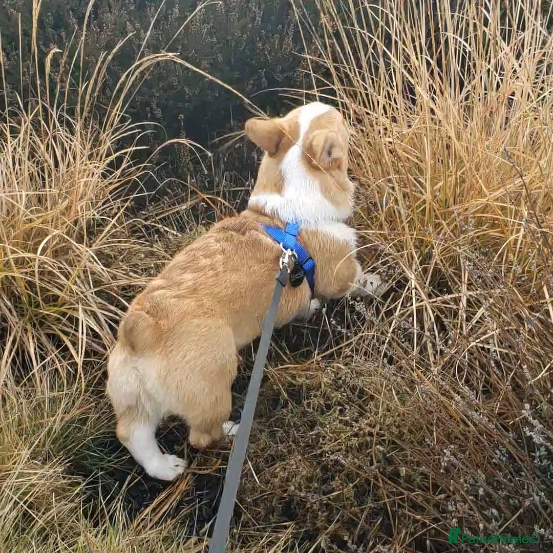 Welsh Corgi Pembroke dogs for sale: Lovely Pembroke Welsh Corgi Boy - Image 2