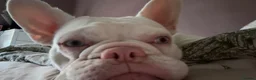 French Bulldog dogs for sale: Beautiful Delilah  - Advert 2