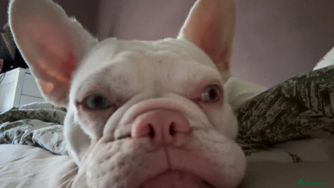 French Bulldog dogs for sale: Beautiful Delilah  - Advert 2