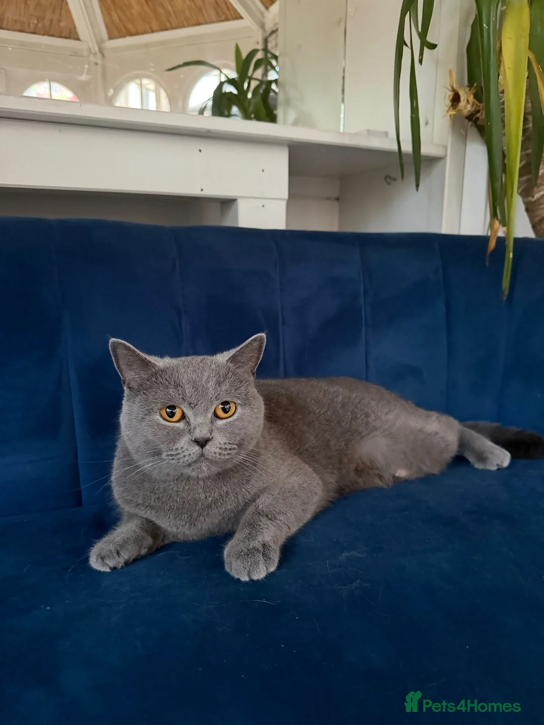 British Shorthair cats for sale: Gorgeous British shorthair female. - Advert 2