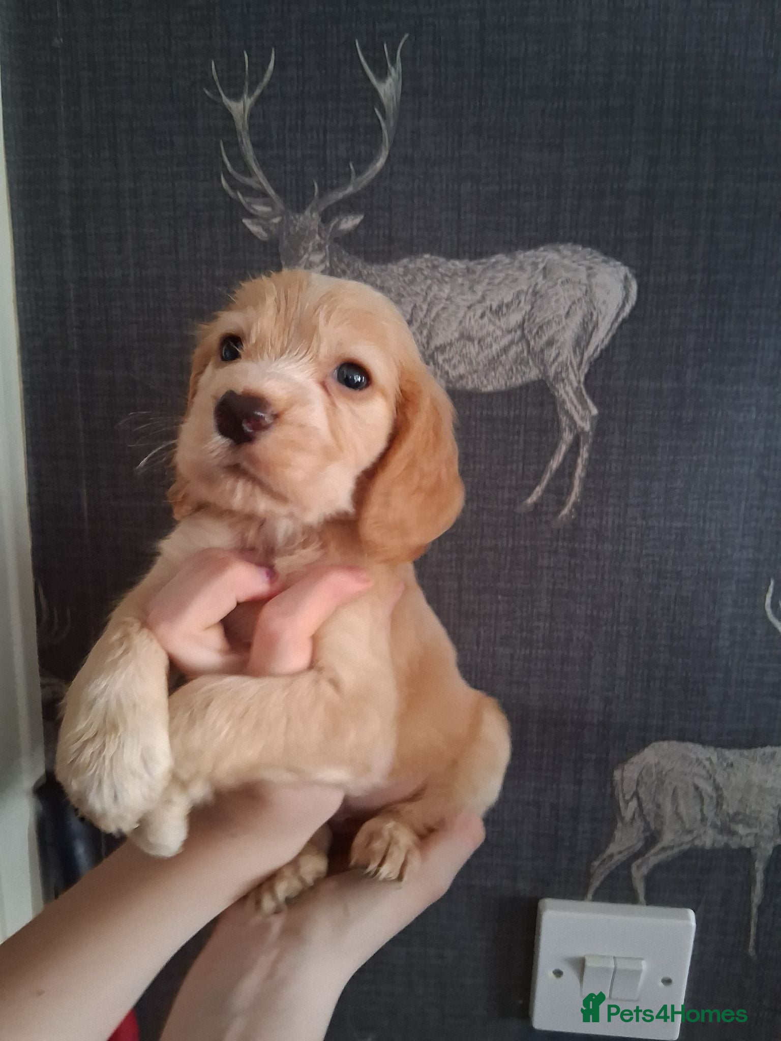 Cocker Spaniel dogs working cocker spaniels for sale - Advert 1