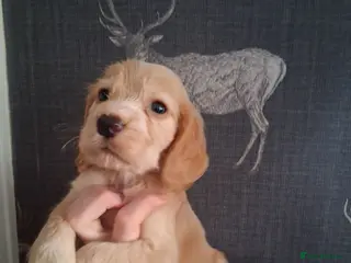 Cocker Spaniel dogs working cocker spaniels ready to leave Friday 10-7 - Advert 1
