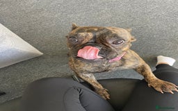 French Bulldog dogs for sale: Female French Bulldog  - Image 4