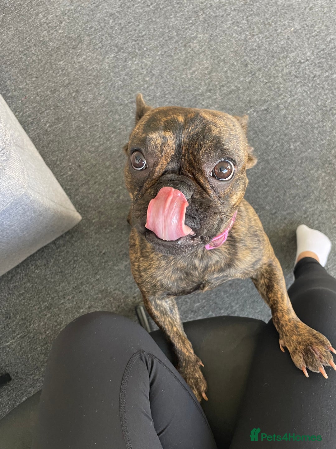 French Bulldog dogs for sale: Female French Bulldog  - Image 4