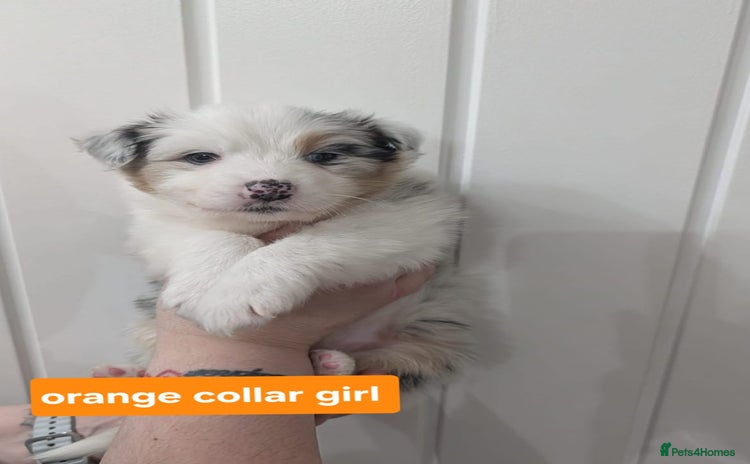 Australian Shepherd dogs - Advert 1