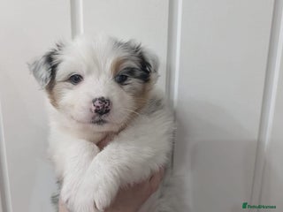 Australian Shepherd dogs - Advert 12