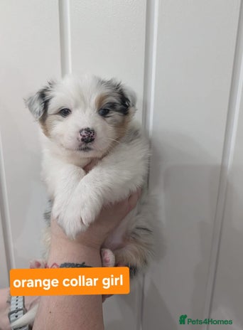 Australian Shepherd dogs - Advert 1