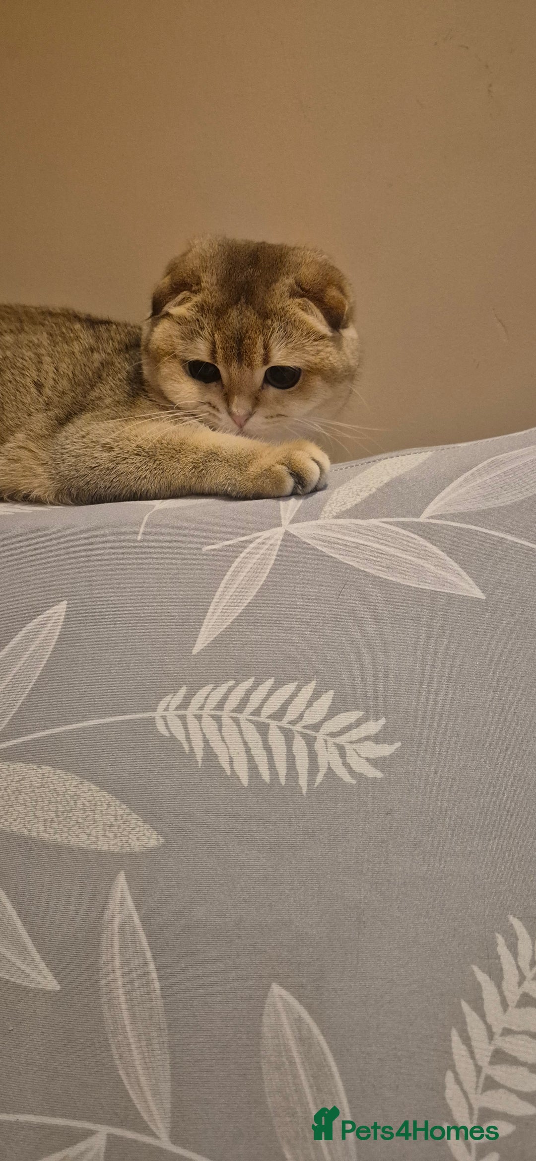 Scottish Fold cats for sale: Beautiful registered Scottish fold girl - Image 5