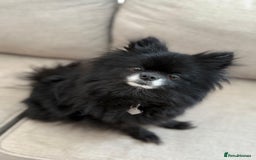 Pomeranian dogs for sale: 3 Little Girls Looking for Love! - Image 2
