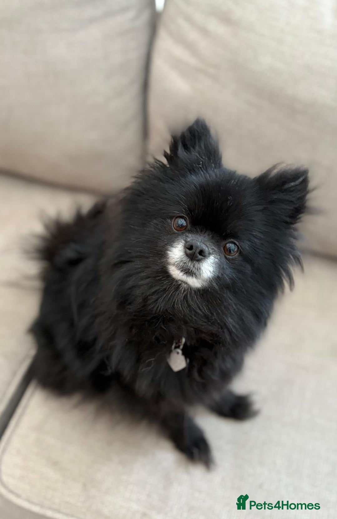 Pomeranian dogs for sale: 3 Little Girls Looking for Love! - Image 2