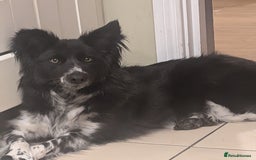 Border Collie dogs for sale: Friendly female collie - Image 1