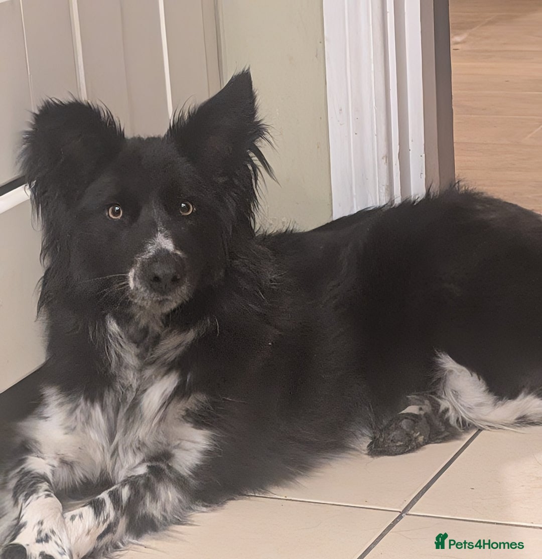 Border Collie dogs for sale: Friendly female collie - Image 1