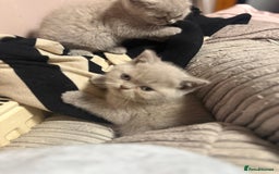 British Shorthair cats for sale: Lilac British shorthairs champion lines  - Image 14