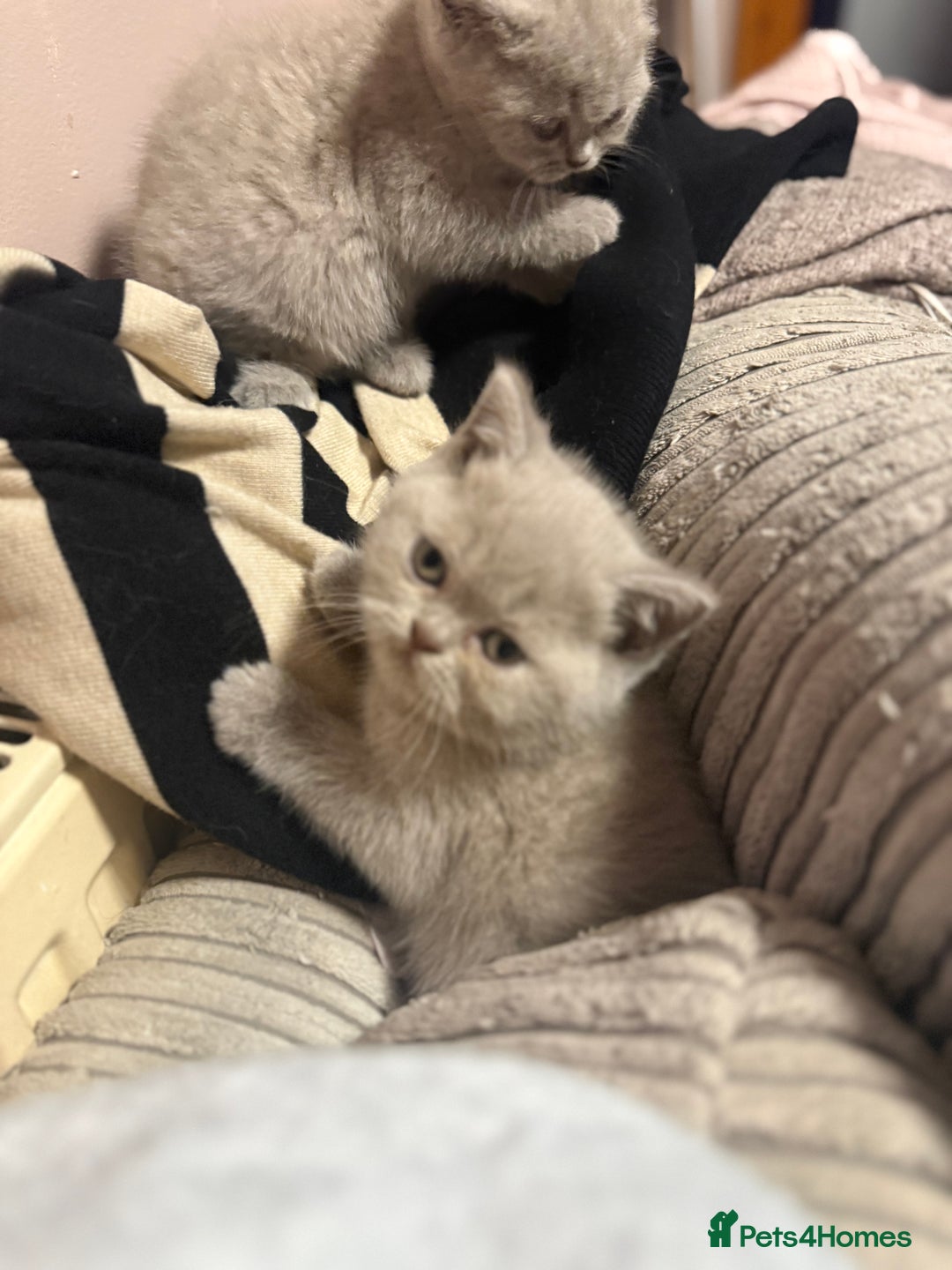 British Shorthair cats for sale: Lilac British shorthairs champion lines  - Image 14