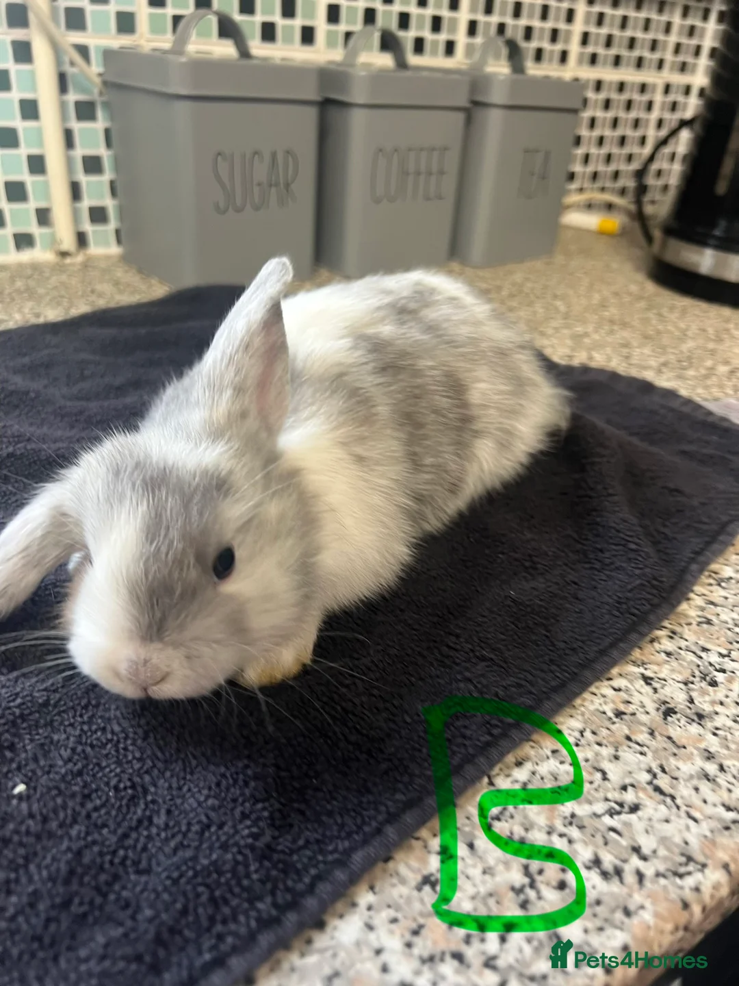 Mixed Breed rabbits for sale: Rabbits - Mix of Girls and boys  - Advert 1