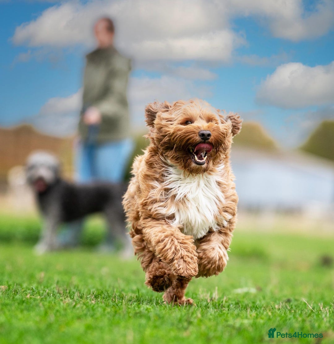 Australian Labradoodle dogs for stud: Australian Cobberdog Stud dog from Australia  - Advert 3