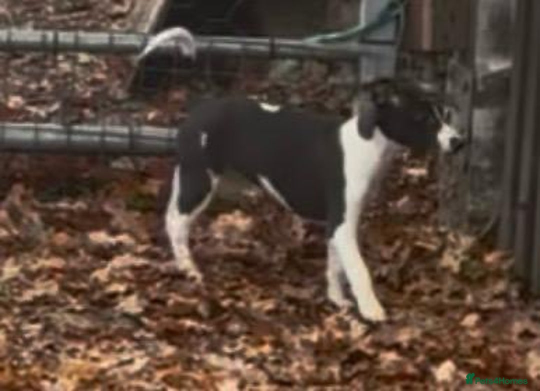 Whippet dogs for sale: Gorgeous whippet puppies for sale  - Advert 10