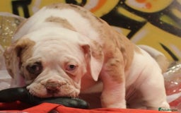 Alapaha Blue Blood Bulldog dogs for sale: SUPERB PICK OF LITTER FEMALE  - Image 7