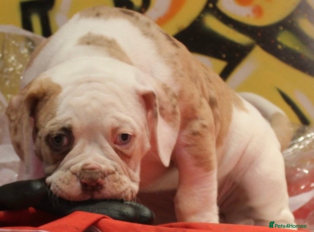 Alapaha Blue Blood Bulldog dogs for sale: SUPERB PICK OF LITTER FEMALE  - Image 7