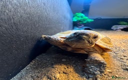 Tortoise reptiles for sale: Horsefield Tortoise - Image 3