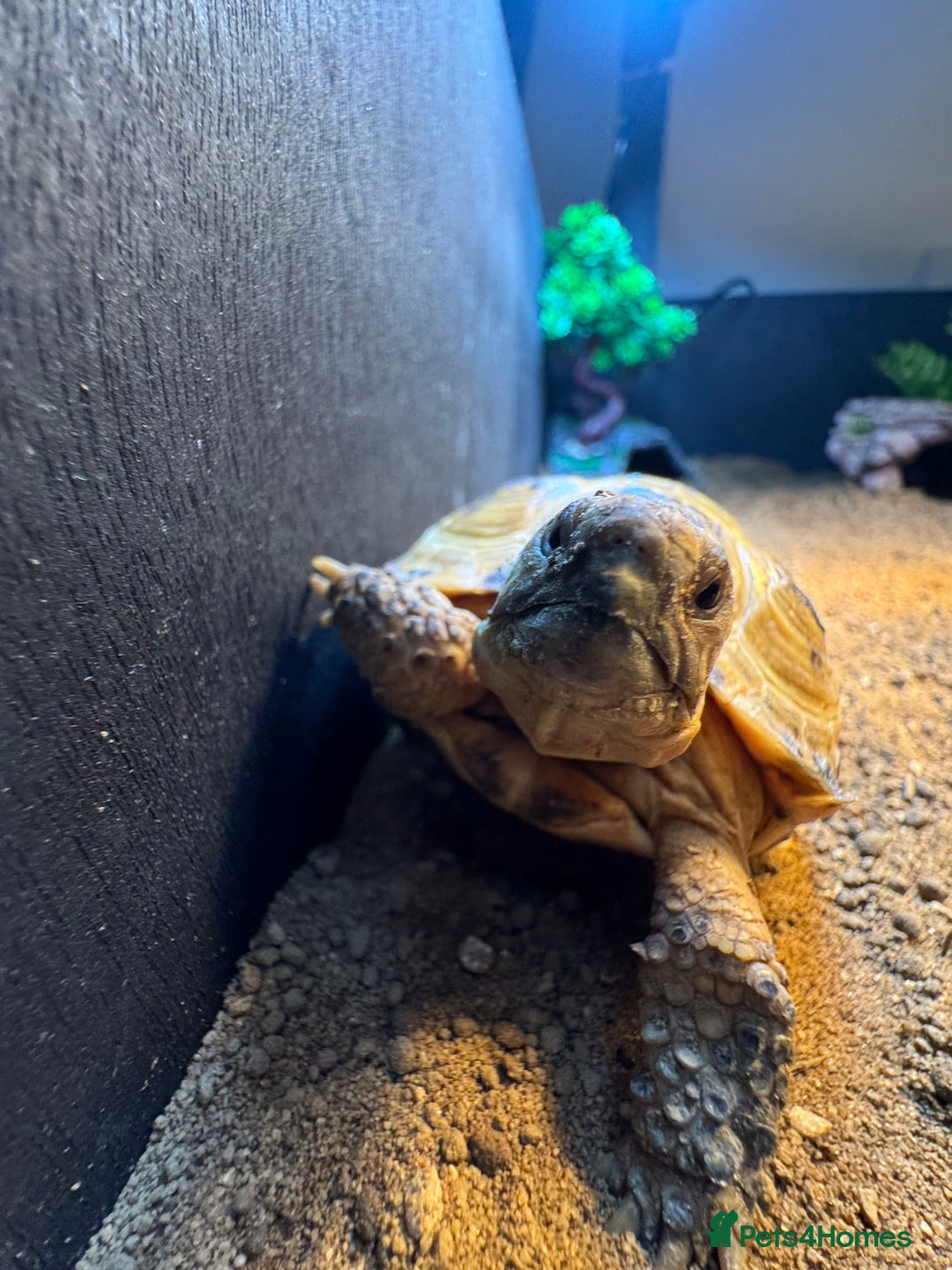 Tortoise reptiles for sale: Horsefield Tortoise - Image 3
