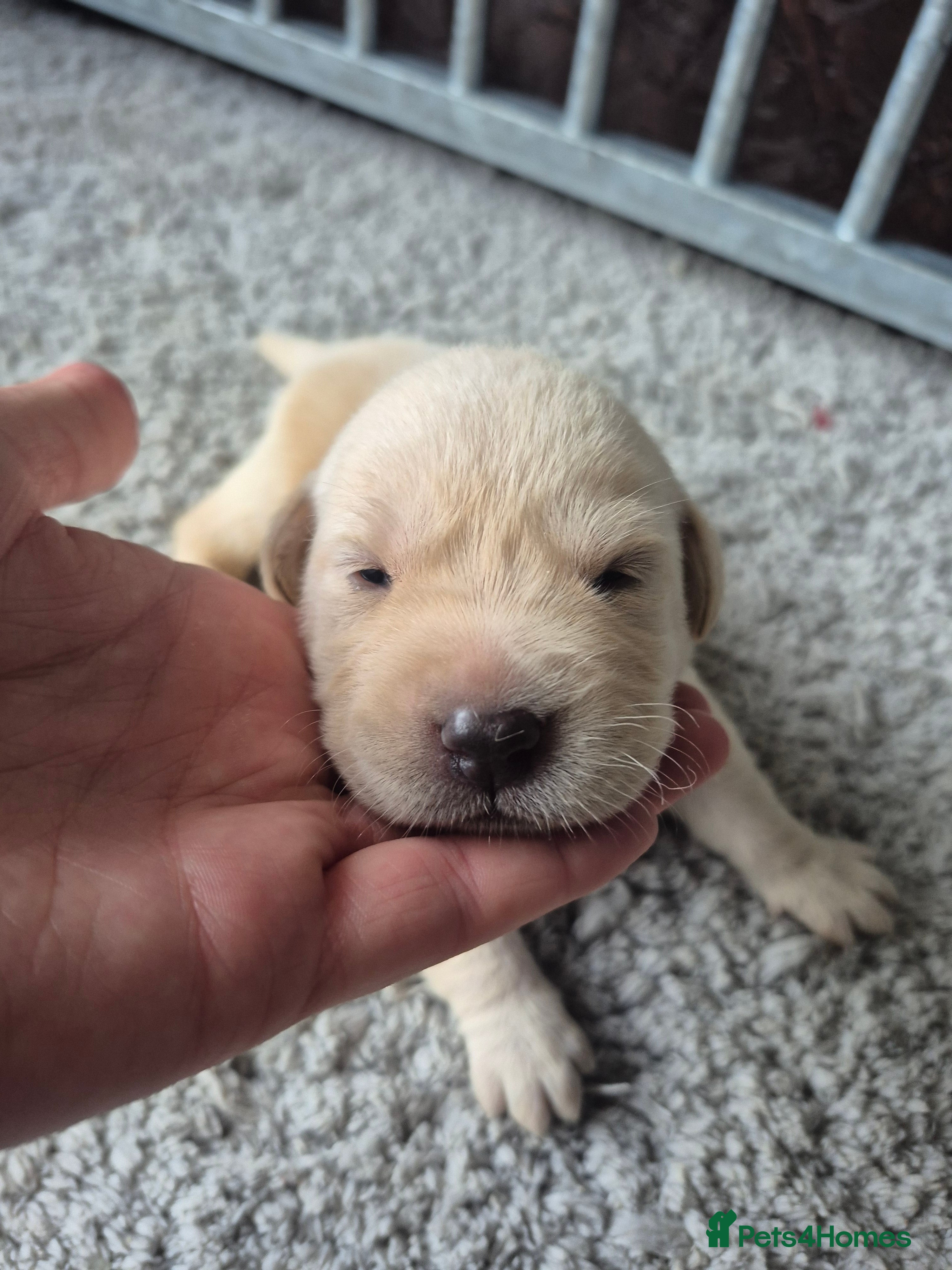 Labrador Retriever dogs Gorgeous Labrador Retriever Puppies  - Advert 2