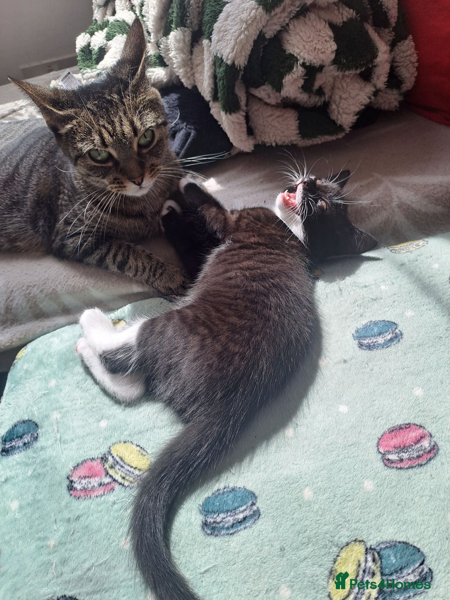 Mixed Breed cats Gorgeous kittens for sale - Advert 2
