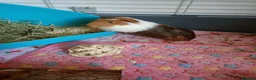 Guinea Pig rodents for sale: 2 male guinea pigs  in Oldham - Advert 2